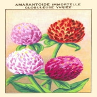 Immortelle ili Amaranntine Globuleuse. Immortelle je još jedna riječ za biljku vječno i može se posebno
