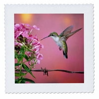 3drosen rubin hummingbird ženka na Garden Phlo - Square Quart, po