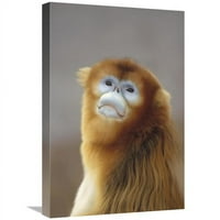 u. Zlatni majmun za nosice, divljim životinjama Safari Park, Peking, Kina Art Print - Konrad Wothe