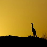 Silhouette of kenguroo, Australija Poster Print Pete Oxford
