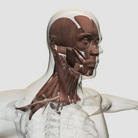 Anatomija muških mišića na licu i vratu, print za prikaz sprijeda
