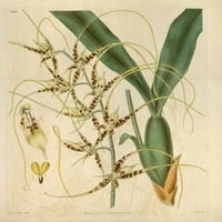 Orhideja, Brassia Caudata Poster Print by William Curtis