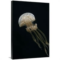 Globalna galerija GCS-453576-2436- in. Papuan meduza, Japan Art Print - Hiroya Minakuchi