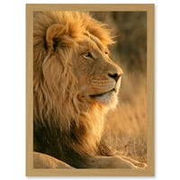 Veliki afrički lav sjedi sunce za kupanje priroda umjetnička djela uokvirena zidna umjetnička ispisa