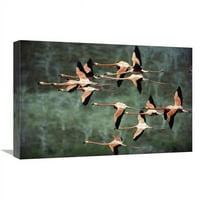 In. Greater Flamingo Grupni let, Punta Cormorant, Otok Floreana, Otoci Galapagos, Ekvador Art Print