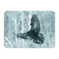Ptica leti crna ravna corvus cora u zimskom vremenu traži nešto prostirki za kuhanje u obliku vrata