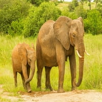 Afrika-Tanzanija-Tarangire Nacionalni park Afrički slon Odrasli i beba Jaynes Galerija