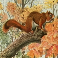 Divlje životinje N. Amerike Red Squirrel Poster Print by L.A. Fuerteres
