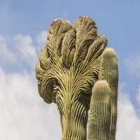 Arizona, pustinjski botanički vrt. Cristate Saguaro kaktus. Poster Print Jaynes Gallery