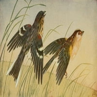Divlje ptice Sparrows Poster Print F. S-Mathews