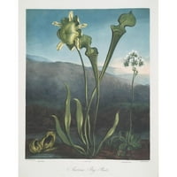 Robert John Thornton Black Ornate uokviren dvostruki matted muzejski umjetnički ispis pod nazivom: Američke bog biljke. I Fetid Pothos. II biljka bacača. III Venera za letvu zamku