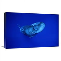u. Sperma Whale, Dominika Art Print - Flip Nicklin