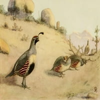 Ptice iz Kalifornijske pustinjske prepelice Print A. Brooks