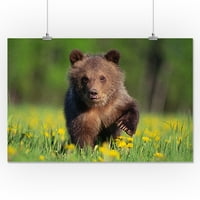 Bear Cub & Cvijeće - FALNERN PRESS PHOTOGRAFIJA