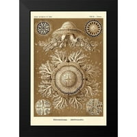 Haeckel, Ernst Crni moderni uokvireni muzej umjetnički print pod nazivom - Haeckel Nature Ilustracije:
