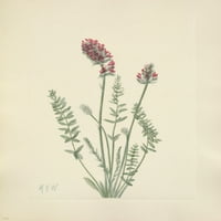 American Wild Cvjetovi prikazuju Oxytrop Poster Print Mary V. Walcott