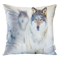 Sivi vuk dva vuka u hladnom zimskom krajoliku Euroazijski šuma bacaju jastučnicu za jastuku