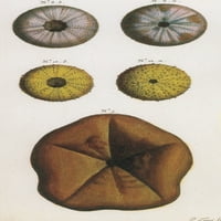 Sea Urchins Poster Print od izvora nauke