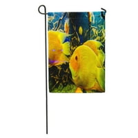 Plavi akvarijum tropske ribe na koralnom grebenu šarene vodene vodene zastave ukrasne zastave Baner