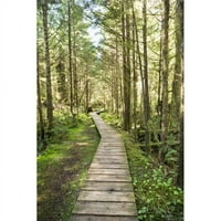 Posteranzi DPI12277624Large Forest Walk Pacific Rim Nacionalni park - Vancouver Island Britanska Kolumbija