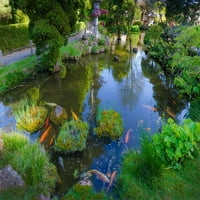 Koi Pond-Japanski Tea Garden-Golden Gate Park-San Francisco-California-SAD Autor ANNA Miller