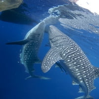 par kitova morskih pasa koji se hrane pod ribarskom platformom. Poster Print VwPics Stocktrek Images