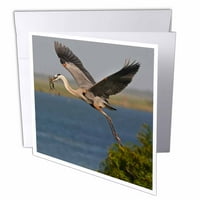 3Droza Great Blue Heron Bird s gnijezda, Texas, SAD - US LDI - Larry Ditto, čestitke ,, set od 6