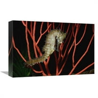 u. Seahorse on Coral, Sjeverna Amerika Art Print - Flip Nicklin