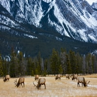 Elk u Nacionalnom parku Jasper; Alberta, Kanada Poster Print po prirodi Kolekcija 12575559