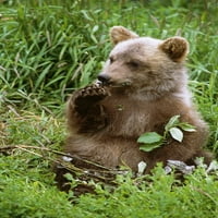 Mladi smeđi medvjedi u travnati livadi SC Ljeto Aljaska Centra za zaštitu od divljih životinja zarobljeni