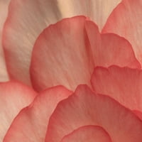 Pink begonia latice i poster Print autor Rita Crane PSCRN440