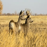Mule jelena dolara i doe stoji u travi; Steamboat Springs, Colorado, Sjedinjene Američke Države Poster