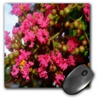 3Droza ružičasta CREPE Myrtle cvijeće - jastučić miša, po
