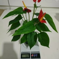 Simulacija Biljai Bonsai simulacijski cvijet Calla zelena postrojenja simulacija