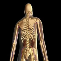 Prozirni stražnji pogled na ljudsko tijelo pokazuje kostur, bubreg i nervni sistemski sistem Ispis