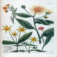 Chrysanthemum tuberosum print - Jacob Weinmann