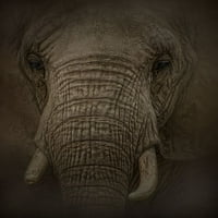 Slonov snovi Print - Kelley Parker