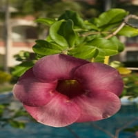 Dominikanska Republika, Punta Cana, Allamanda cvijet - ružičasti poster Print Lisa S. Engelbrecht