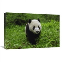 Globalna galerija u. Giant Panda stoji u vegetaciji, rezervatu prirode Wolong, Kina Art Print - Pete