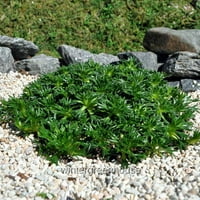 Azorella Trifurcata Nana, Smaragdni jastuk, Bola - Potona Veličina: 3 - Potporne pokrove, biljke