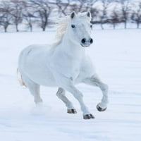 Kaubojski konjski vožn na skrovištem ranča, školjka, wyoming bijeli konj trčanje u snježnom plaku Ispis Darrell Gulin # US51DGU0269