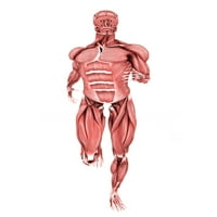 Medicinska ilustracija muških mišića trčanja, postera za prikaz sprijeda