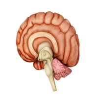Anatomija ljudskog mozga, bočni pogled print