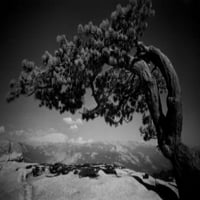 Kalifornija, Yosemite Nacionalni park, Jeffery Pine Tree na Sentinel Dome Poster Print