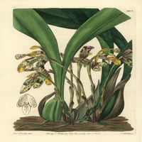 Brasilioorchis Picta Orchid Poster Ispis ® Florilegije Mary Evans