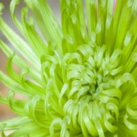 Izbliza paukova Chrysanthemum Don Paulsona