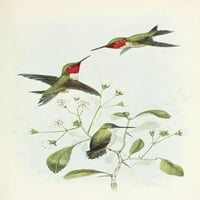 Ptice-lore rubin hummingbird poster print nepoznatim
