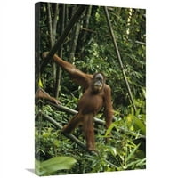 In. Orangutan stoji na padu gužve, Sumatra Art Print - Konrad wothe