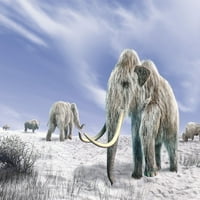 Dvije vunene mamute u snežnom polju s nekoliko bizona. Print plakata