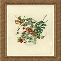 Ploča 47. Ruby-Throusirano šumsko ptica zlato ukrašeno drvo uokvireno platno umjetnost Johna Jamesa